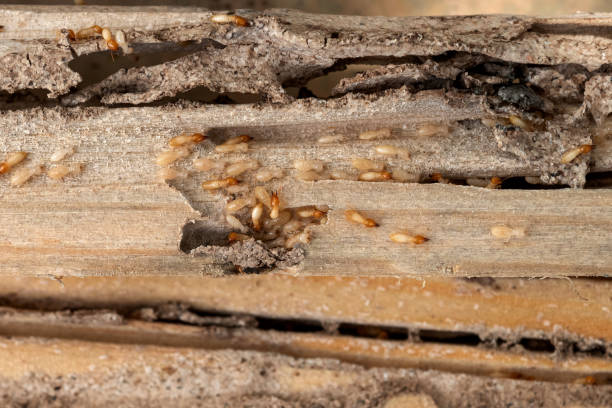Best Affordable Pest Control Services  in Garfield Heights, OH